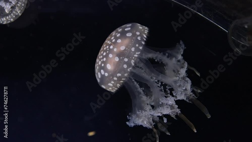 Jellyfish Gliding Through Dark Waters photo
