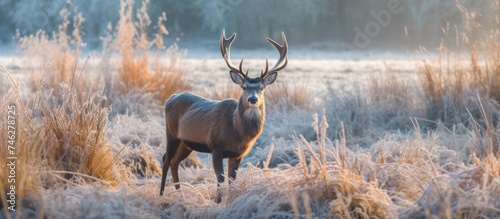 Deer standing in frozen grass on winter morning © MBRAMO