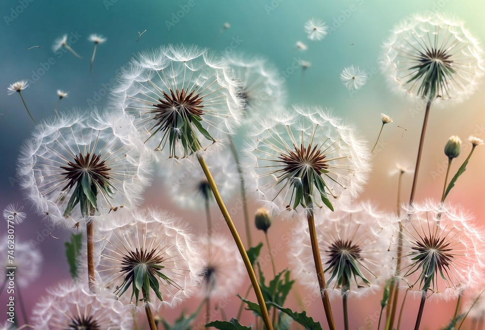 Obraz premium White fluffy airy dandelions, blurred spring background, selective focus. nature illustration