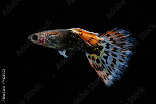 Leopard guppy (Poecilia reticulata) isolated on black background.