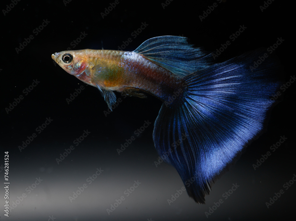 Fototapeta premium Japan blue guppy (Poecilia reticulata) isolated on black background.