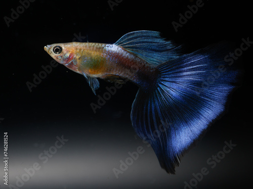 Japan blue guppy (Poecilia reticulata) isolated on black background.