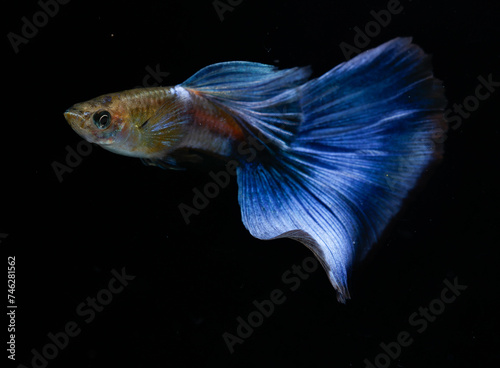 Japan blue guppy (Poecilia reticulata) isolated on black background.