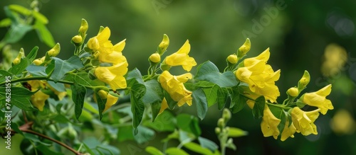 A cluster of vibrant yellow orok flowers growing on a tree branch, showcasing their bright color against the green foliage. The flowers are in full bloom, creating a striking and colorful display in