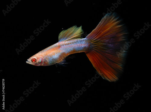 Albino aquamarine pink tail guppy (Poecilia reticulata) isolated on black background.