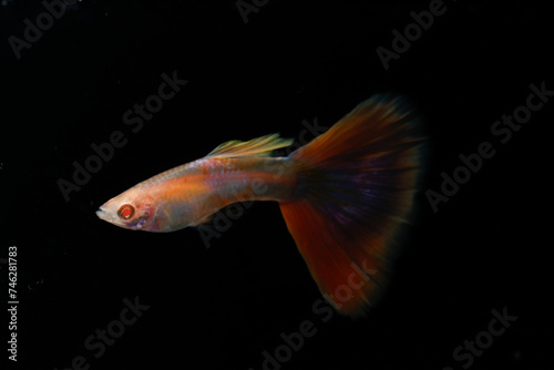 Albino aquamarine pink tail guppy (Poecilia reticulata) isolated on black background.