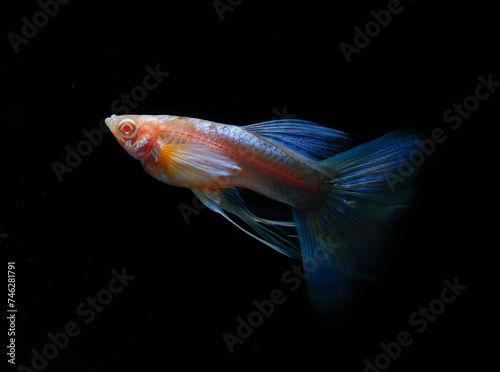Albino blue tail ribbon fin guppy (Poecilia reticulata) isolated on black background.