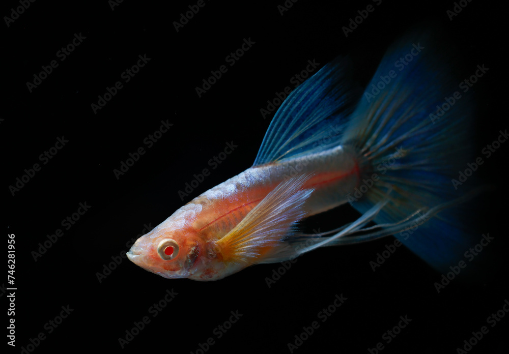 Albino blue tail ribbon fin guppy (Poecilia reticulata) isolated on black background. Albino blue tail ribbon fin guppy (Poecilia reticulata) isolated on black background.