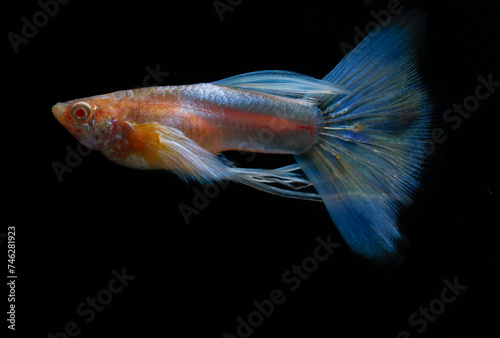 Albino blue tail ribbon fin guppy (Poecilia reticulata) isolated on black background.