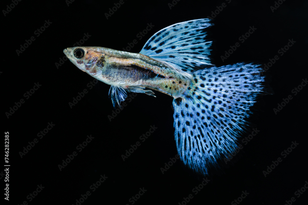 Beautiful Blue Grass Guppy (Poecilia reticulata) isolated on black background. Beautiful Blue Grass Guppy (Poecilia reticulata) isolated on black background.