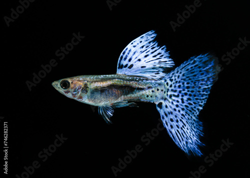 Beautiful Blue Grass Guppy (Poecilia reticulata) isolated on black background.