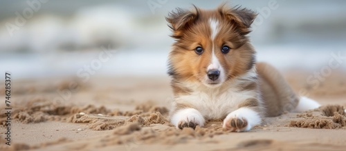 A young Shetland Sheepdog with a fluffy brown and white coat is lying down on top of a sandy beach, enjoying the warm sun and ocean breeze. © 2rogan