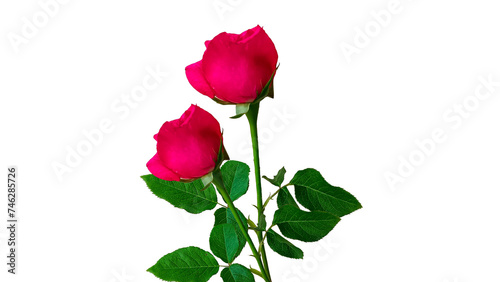 red rose isolated on white