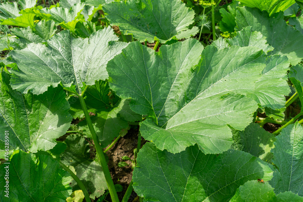 Fototapeta premium Pumpkin leaves growing in the garden
