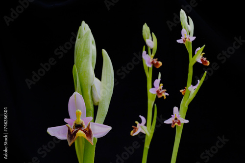 Bee orchid, close-up shot, ophrys apifera 