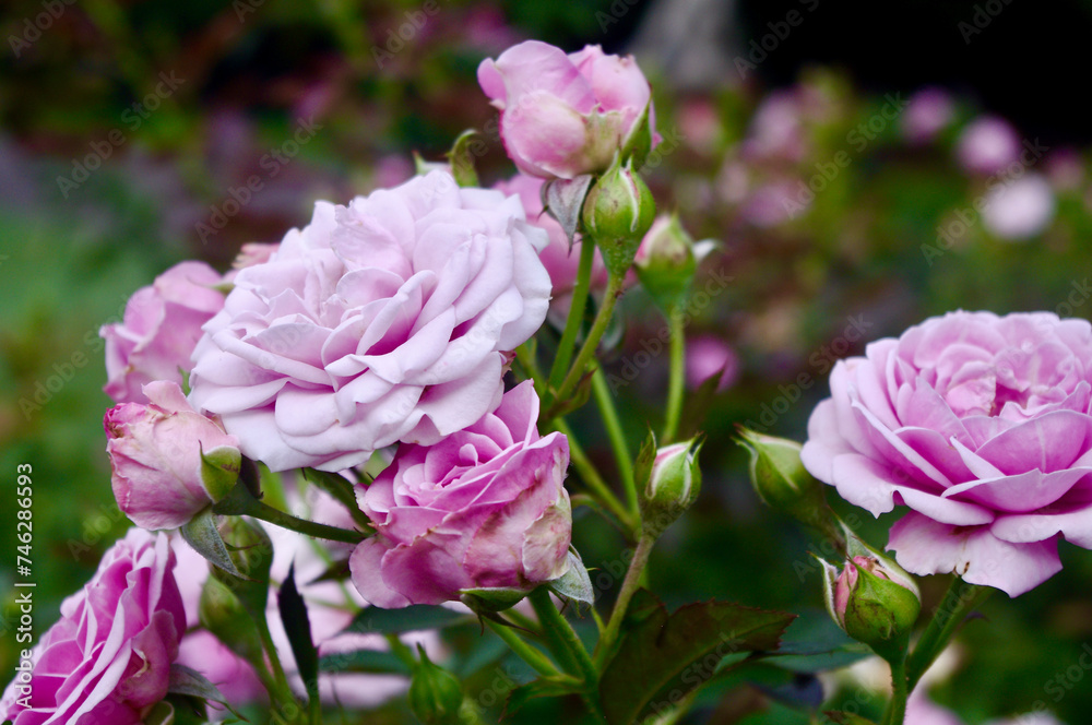 Purple and pink roses Purple and pink roses