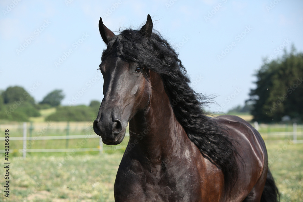 Portrait of amazing friesian mare running on pasturage