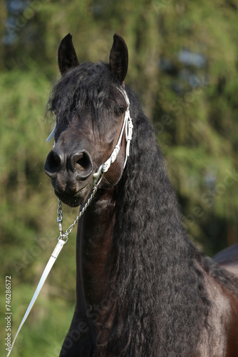 Amazing friesian mare with long mane © Zuzana Tillerova