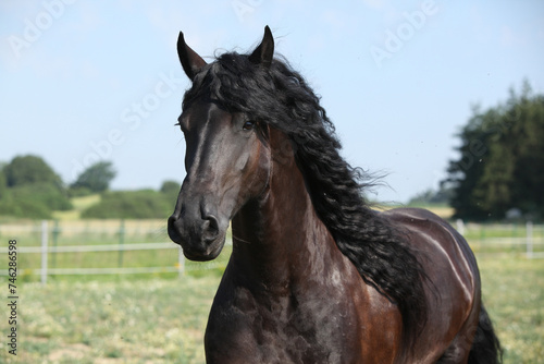 Portrait of amazing friesian mare running on pasturage