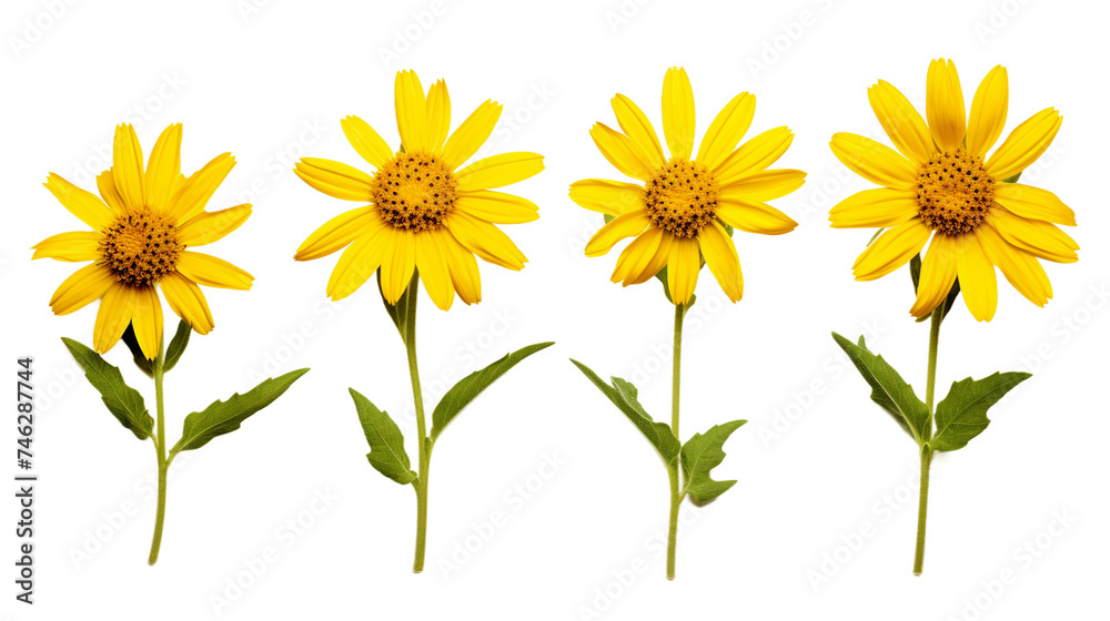 Naklejka premium Vibrant Arnica Flowers in a Summer Garden on a Transparent Background - Nature's Healing Beauty Captured Up-Close for Wellness and Herbal Medicine