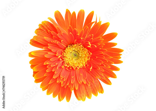 Bright orange Gerbera flowers heads isolated on white background with clipping path. Blooming Gerbera flower  Top view no shadows. Closeup.