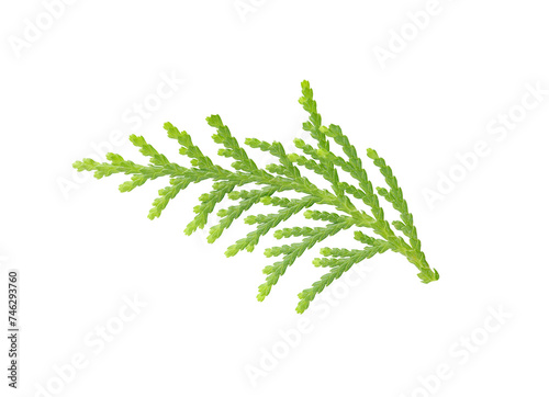 Green twig of Thuja orientalis plant isolated on white background with clipping path. Leaves of Thuja orientalis or Platycladus orientalis, Chimese Arborvitae leaves.