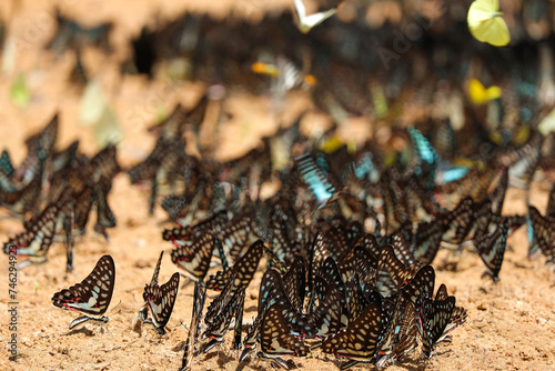 Group of beautiful butterfly puddling on the ground at Pang Sida National Park  Sa Kaeo Province  Thailand.