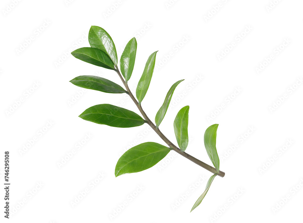 Green Zamioculcas or ZZ plant, Zuzu plant on white background with clipping path. Green Zamioculcas or ZZ plant, Zuzu plant on white background with clipping path.