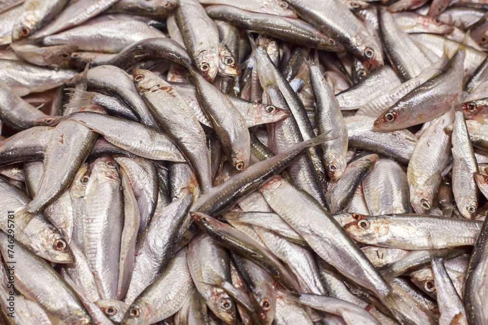 Top view of atlantic herring at fish plant. Top view of atlantic herring at fish plant.