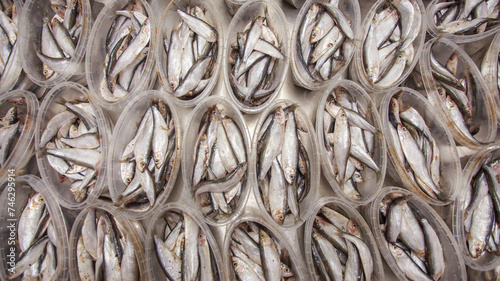 Top view of atlantic herring in plastic containers at packing line..