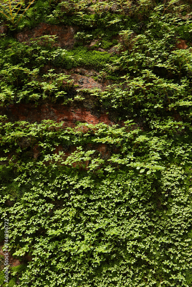 Small green trees growing on an wall. close up green plant in the natural wind. Beautiful plant texture in nature. enjoy the relaxing nature concept. 