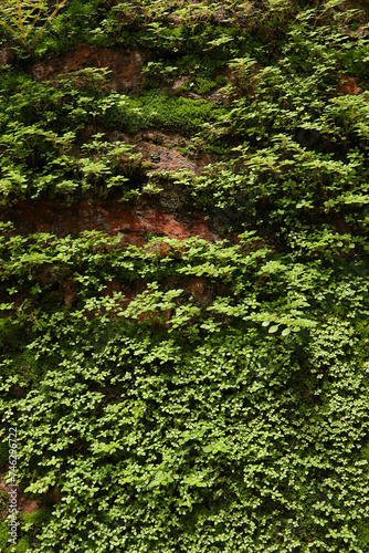 Small green trees growing on an wall. close up green plant in the natural wind. Beautiful plant texture in nature. enjoy the relaxing nature concept. 