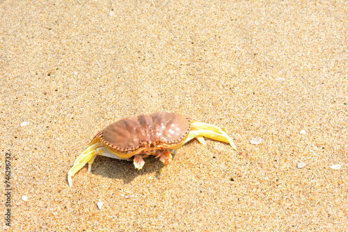 Crab on the beach in India.