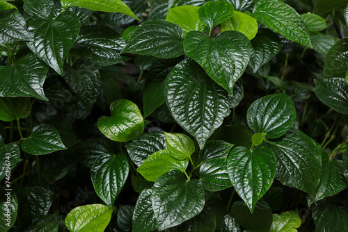 Piper sarmentosum, Wild Betel Leafbush or Piper sarmentosum Roxb plant in the garden. photo