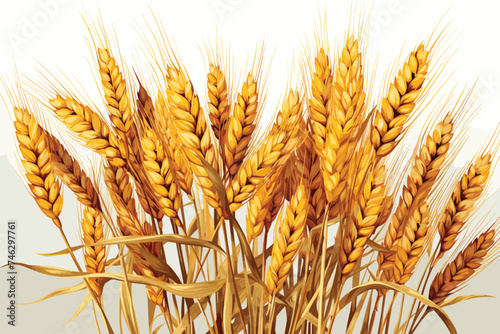 Close-up of Wheat vector illustrations on white background.