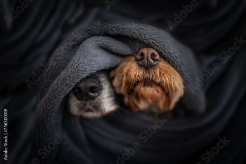 Photography Two dogs wrapped in a blanket with their noses poking out
