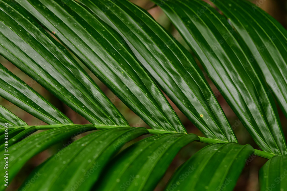 Full Frame shot of palm leaf