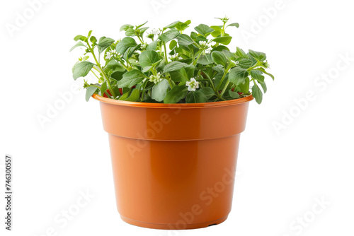 Potted Plant With Green Leaves. A potted plant with lush green leaves is displayed appears healthy and vibrant, with its leaves. On PNG Transparent Clear Background.