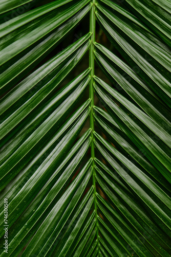 Full Frame shot of palm leaf © Cavan