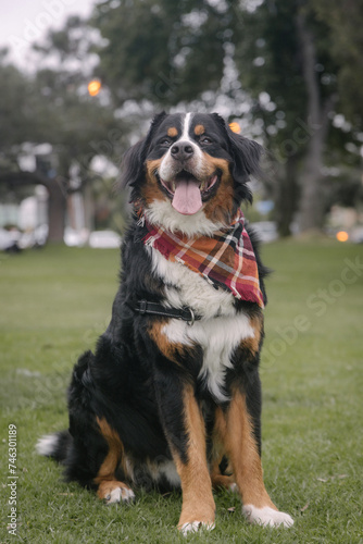 Bernese Mountain dog sitting on grass at park