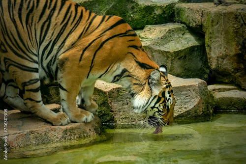 Portrait of Bengal tiger on the pond