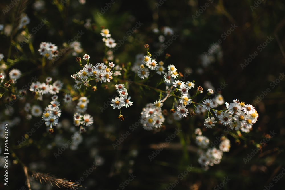 Beautiful white aster flowers isolated on dark background Beautiful white aster flowers isolated on dark background