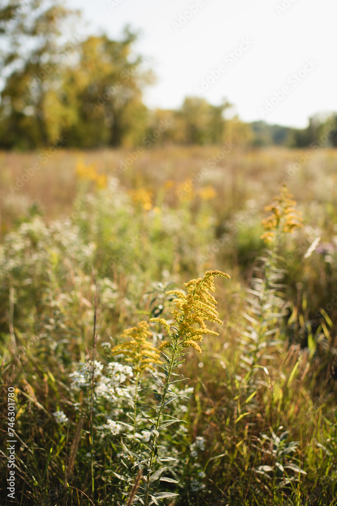 Obraz premium Meadow of early fall perennial plants growing in warm sunlight