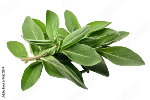 . A cluster of vibrant green leaves is scattered. The leaves vary in size and shape, showcasing their natural diversity. Light reflects off the leaves. On PNG Transparent Clear Background.