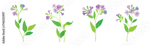 Lungwort or Pulmonaria Flowering Plant with Violet Inflorescence Vector Set