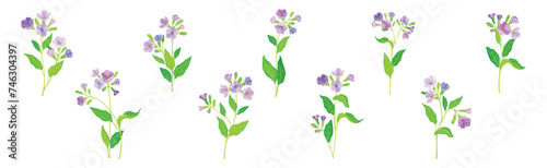 Lungwort or Pulmonaria Flowering Plant with Violet Inflorescence Vector Set