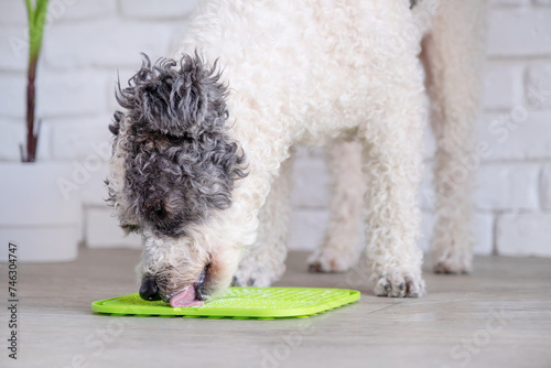 Quadro su tela cute dog using lick mat for eating food slowly