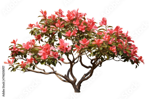 Small Tree With Pink Flowers. A small tree with delicate pink flowers blooming on its branches in full bloom, standing in a sunny outdoor setting. On PNG Transparent Clear Background.