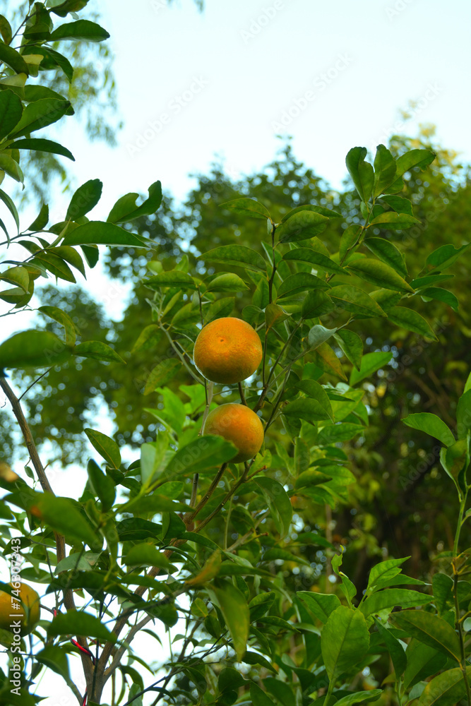 Closeup of Orange fruit hanging on plant
