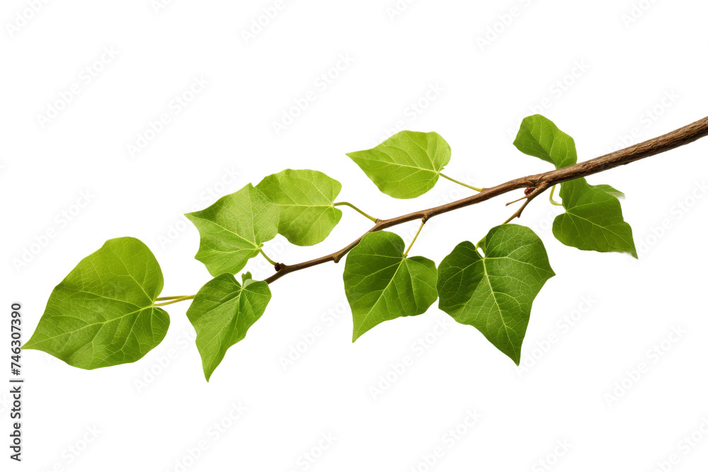 Naklejka premium A close up view of a branch from a tree, covered in vibrant green leaves. The leaves are healthy and full, showing the tree in its peak season. On PNG Transparent Clear Background.